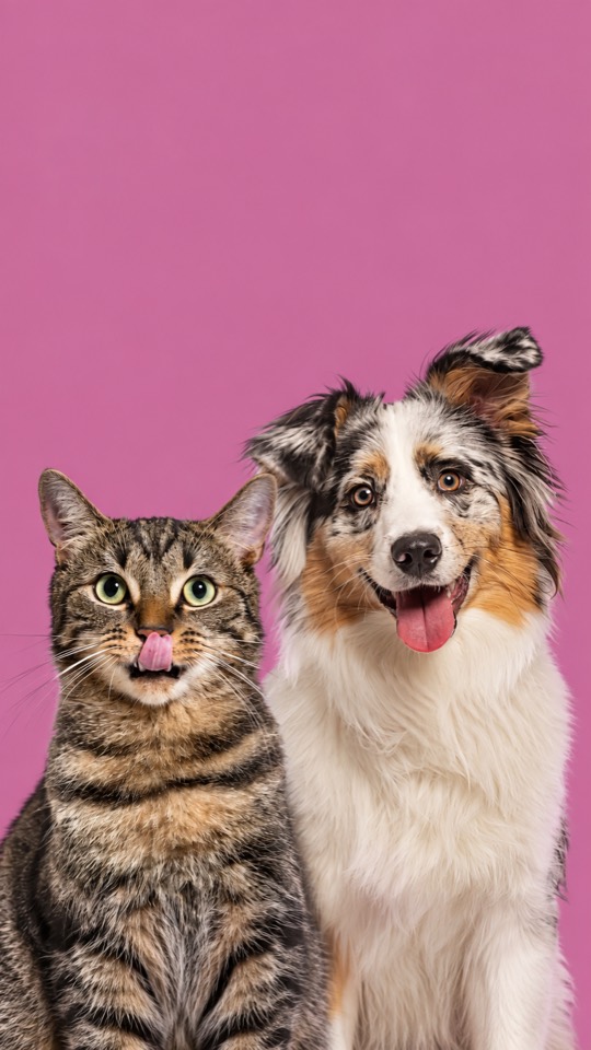 Gato e cachorro juntos, cuidados pela NAVE